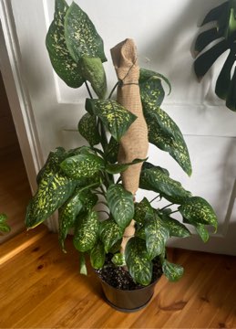 Dieffenbachia Seguine Tropic Rain duża roślina XXL 100 cm