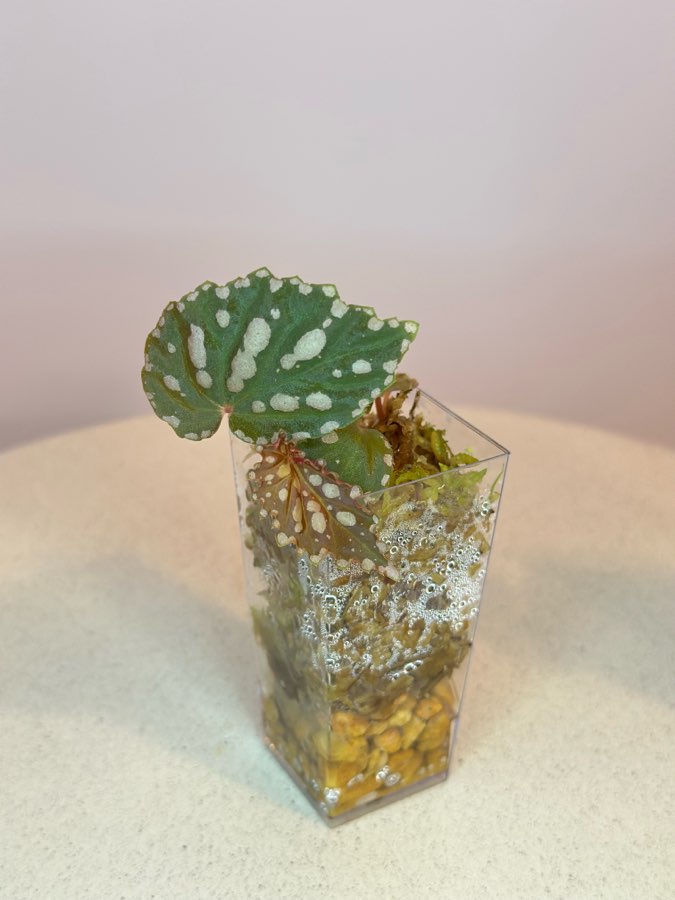 Begonia Chlorostica x Negrosensis #2 2
