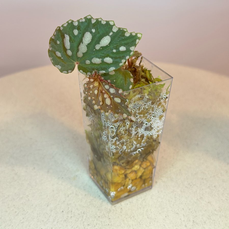 Begonia Chlorostica x Negrosensis #2