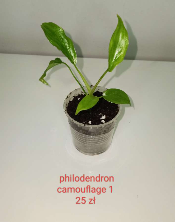 Philodendron dragon camouflage 2