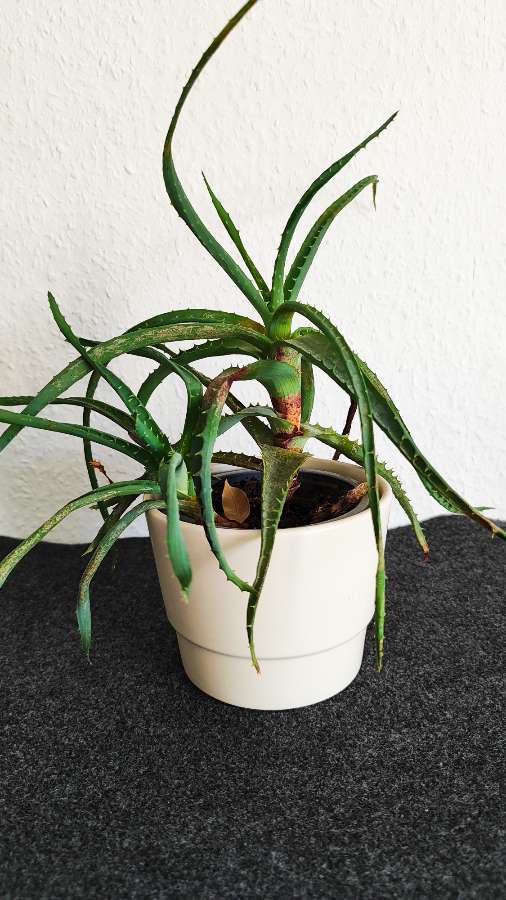 Aloes drzewiasty z sadzonką 3