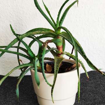 Aloes drzewiasty z sadzonką