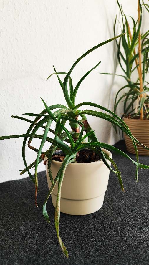 Aloes drzewiasty z sadzonką 2