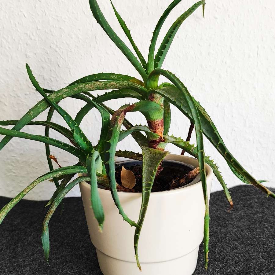 Aloes drzewiasty z sadzonką