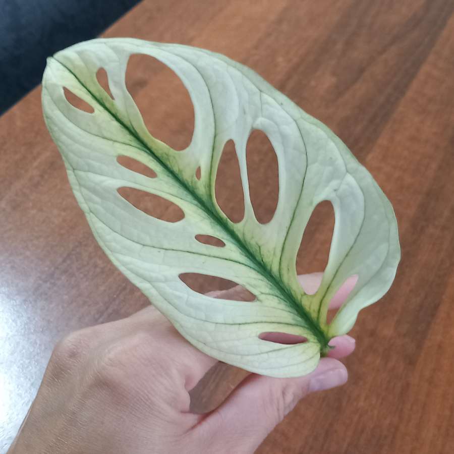 Monstera Adansonii Variegata