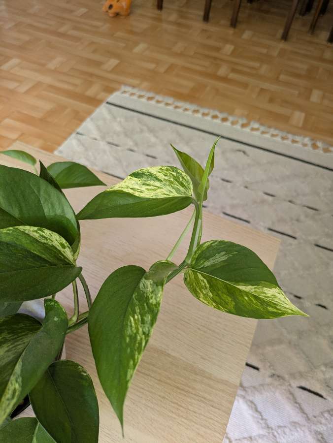 Epipremnum Marble Queen 2