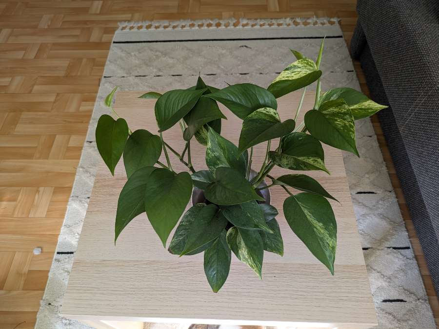 Epipremnum Marble Queen 3