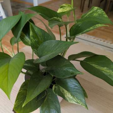 Epipremnum Marble Queen