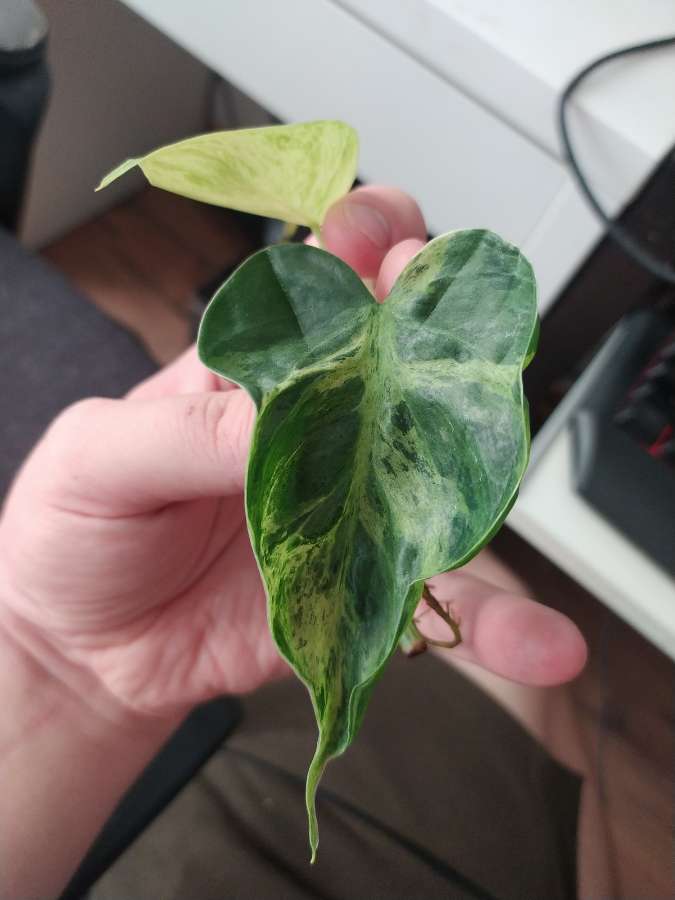 Philodendron scandens variegated 3