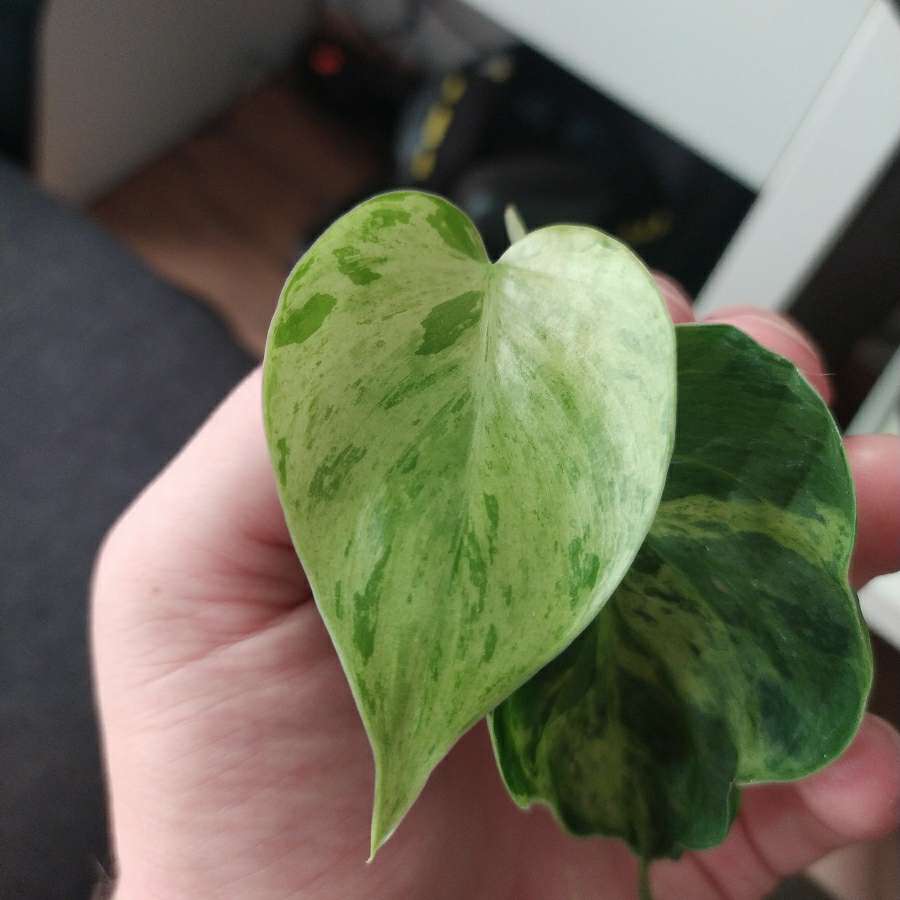 Philodendron scandens variegated