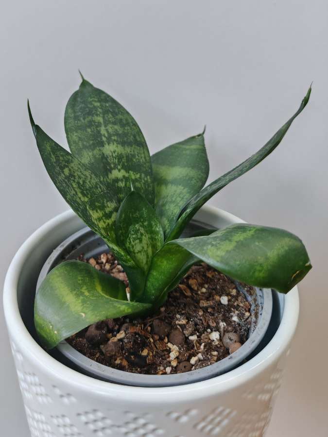 Sansewieria hahnii 2