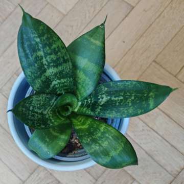 Sansewieria hahnii