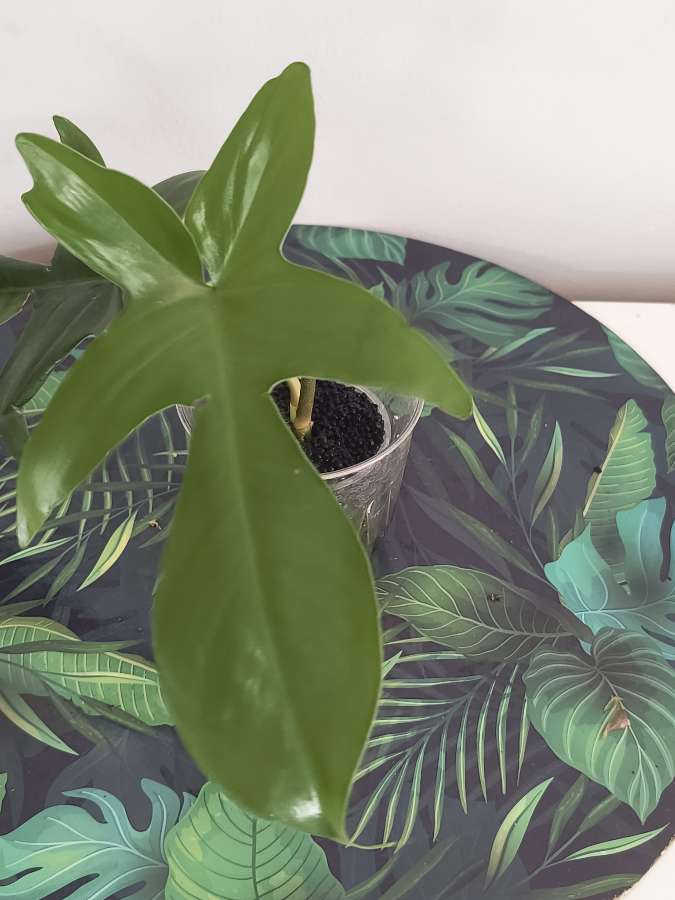 Philodendron floryda ghost 2