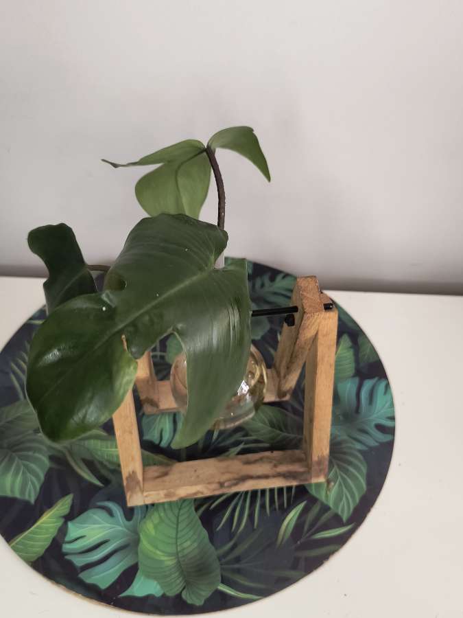 Philodendron floryda ghost 3