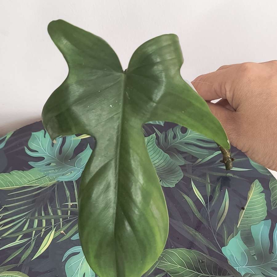 Philodendron floryda ghost