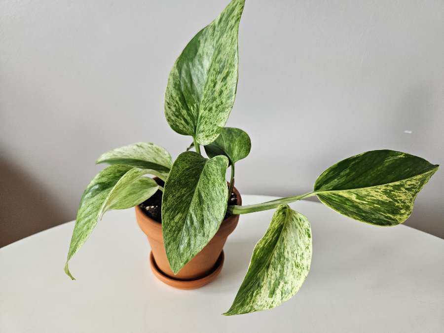 Epipremnum 'Marble Queen' 2