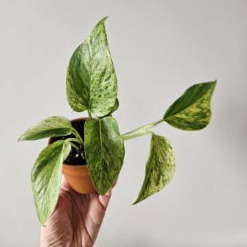 Epipremnum 'Marble Queen'