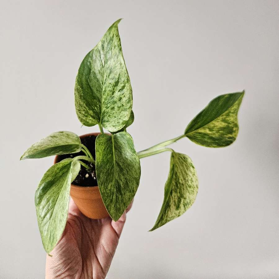 Epipremnum 'Marble Queen'