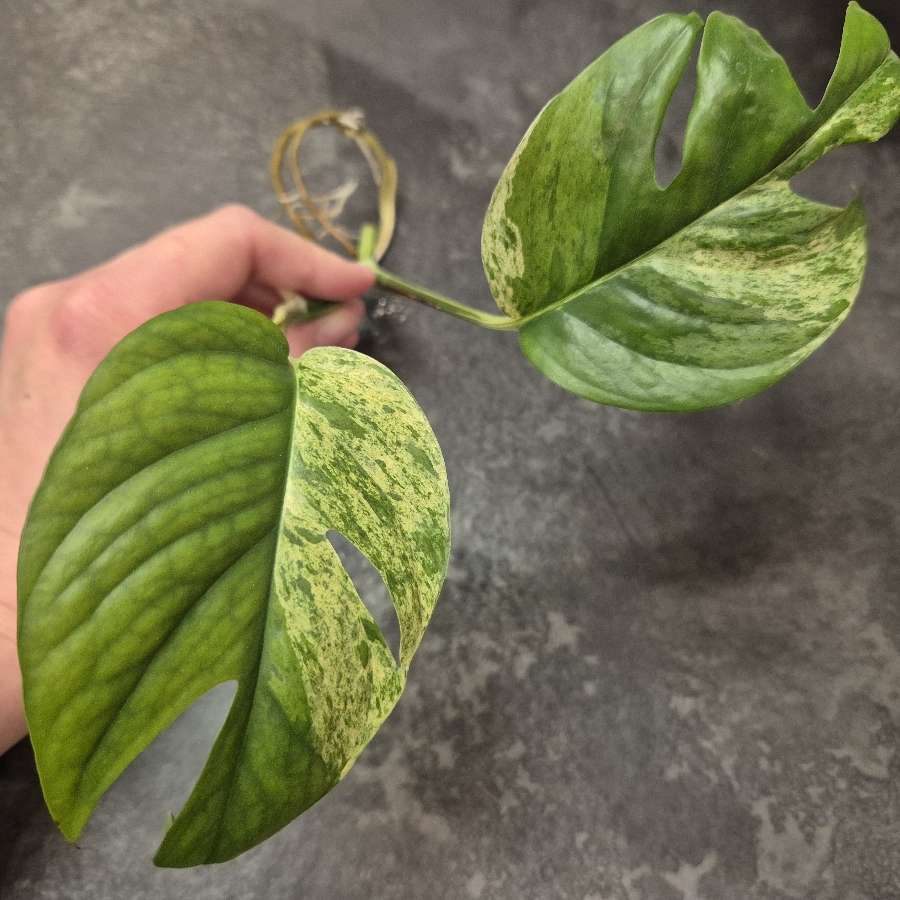 Epipremnum pinnatum marble variegata