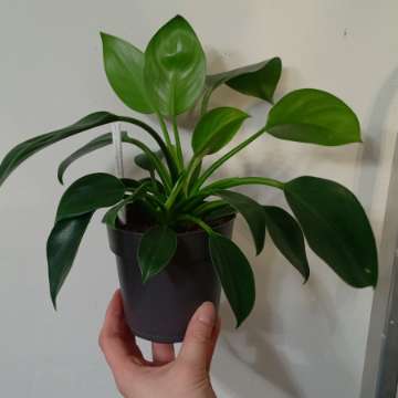Philodendron Green Princess