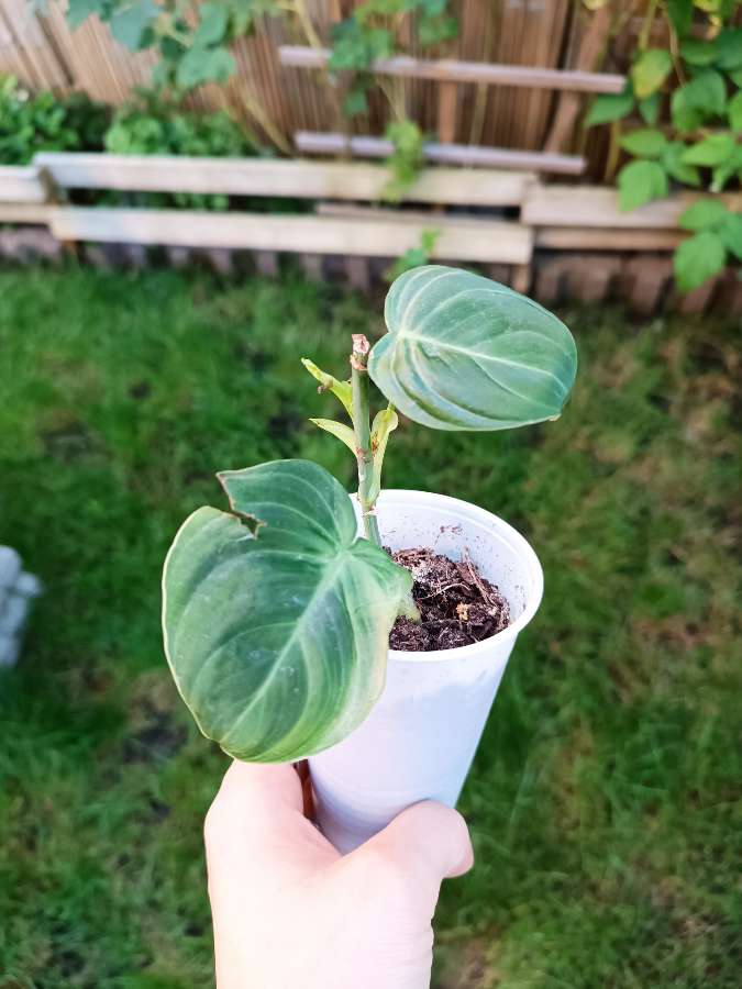 Philodendron Melanochrysum 3