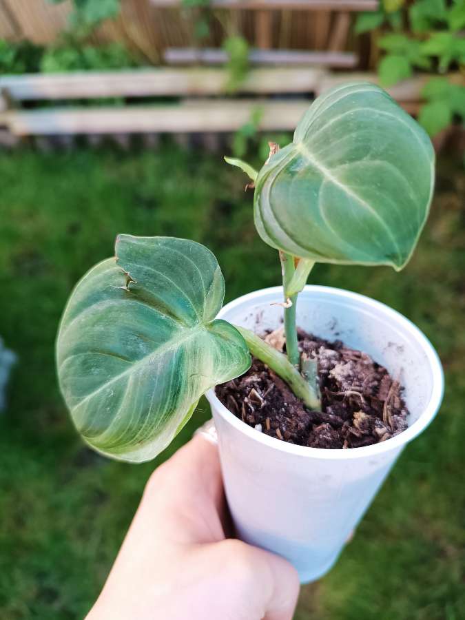Philodendron Melanochrysum 2