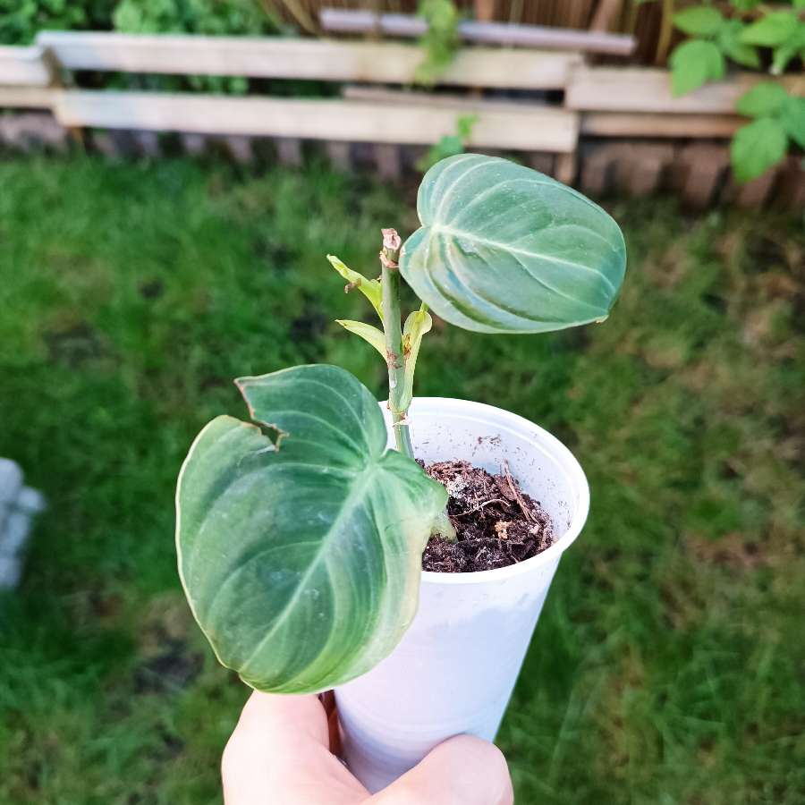 Philodendron Melanochrysum