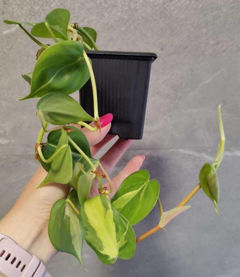 Philodendron scandens brasil 2