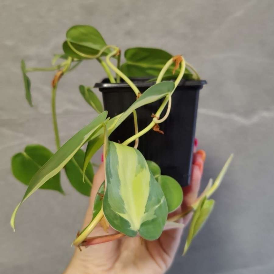 Philodendron scandens brasil