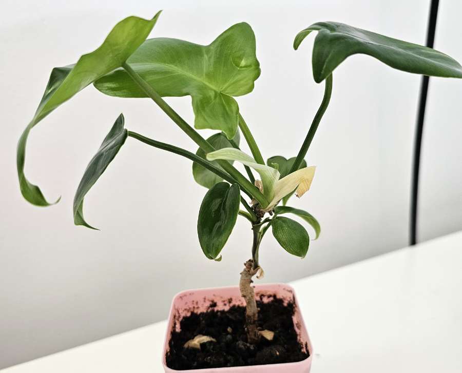 Philodendron Florida Green 2