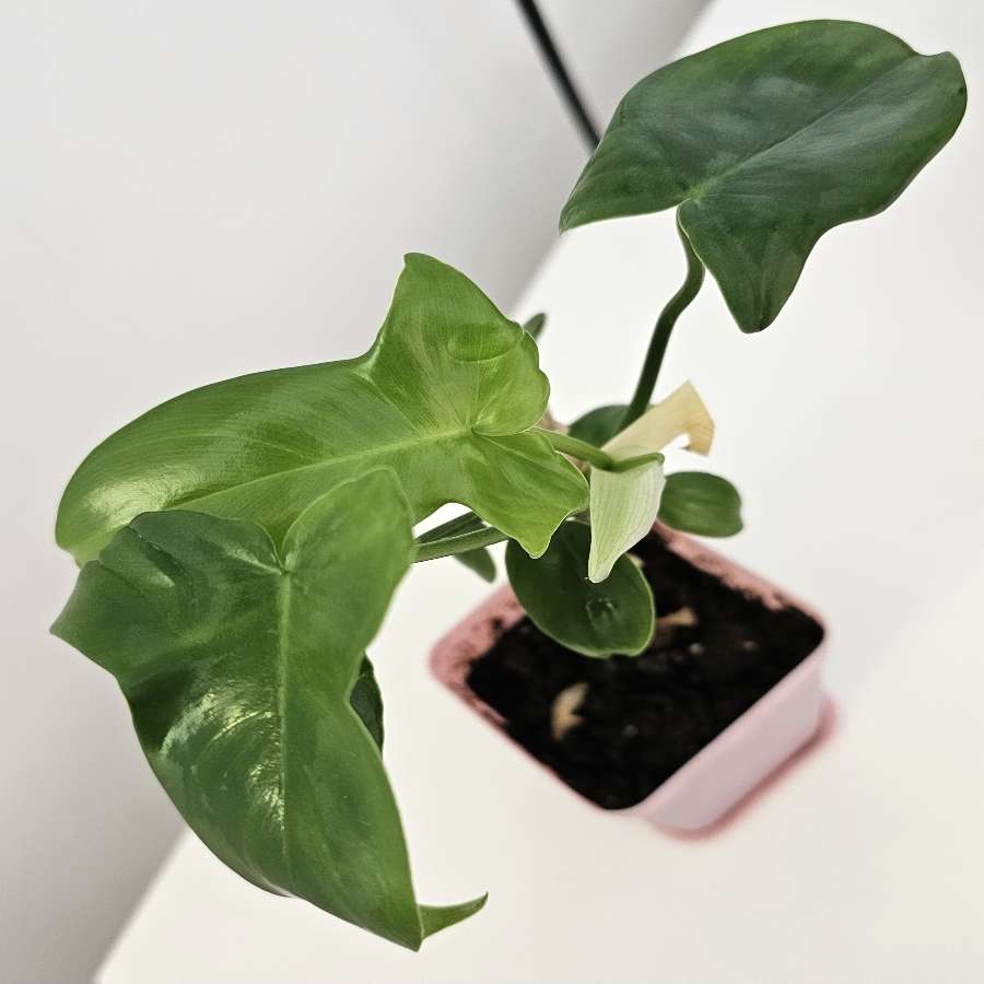 Philodendron Florida Green