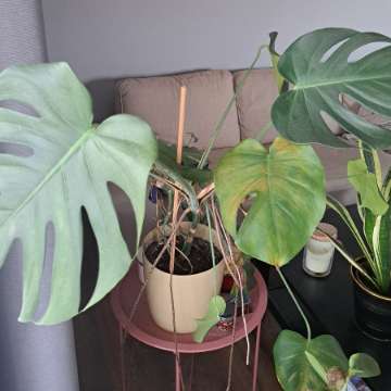 Monstera z osłonką