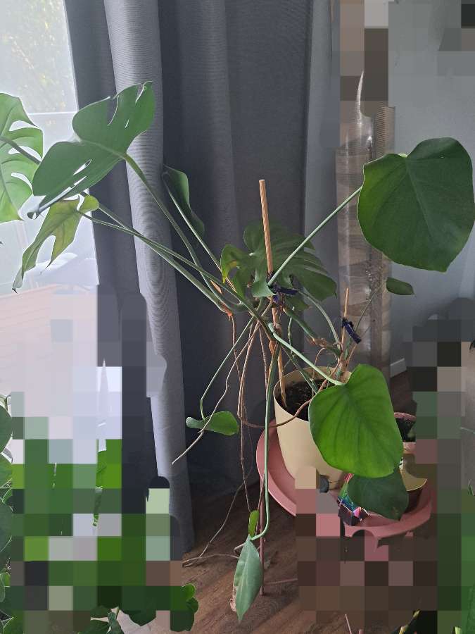 Monstera z osłonką 2