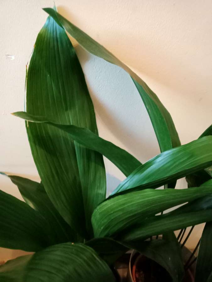 Aspidistra 3