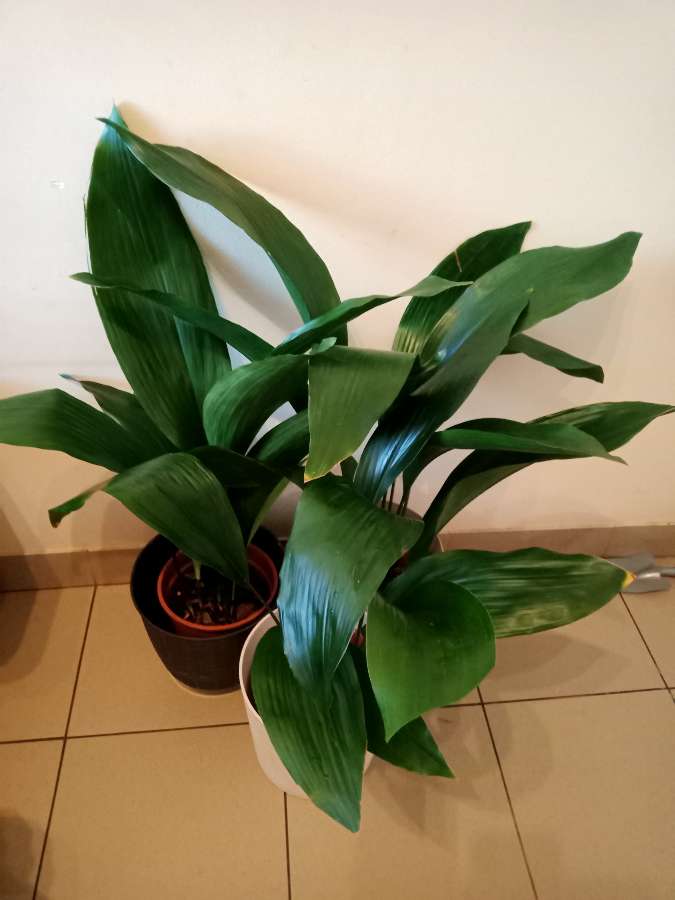 Aspidistra 2