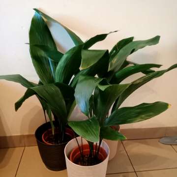 Aspidistra