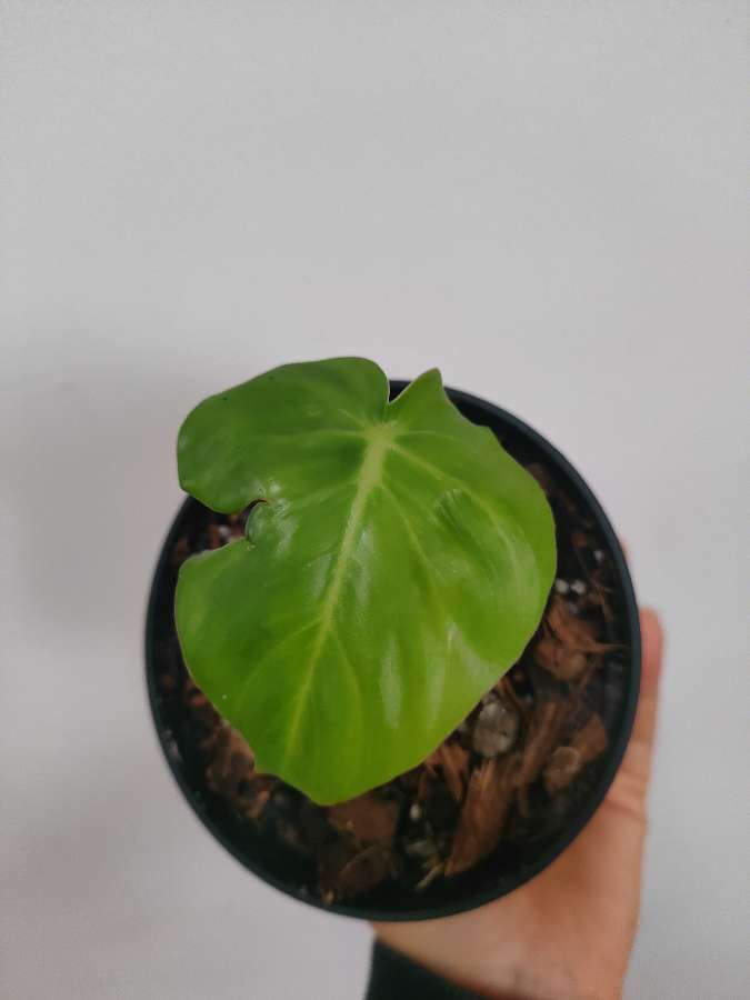 Philodendron pastazanum ukorzeniony rosnący 2