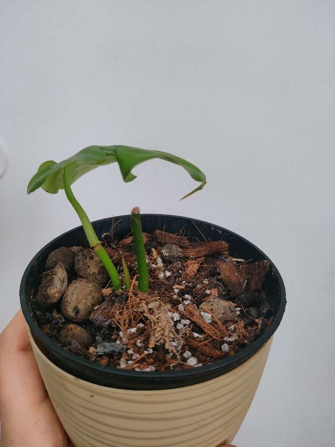 Philodendron pastazanum ukorzeniony rosnący 3