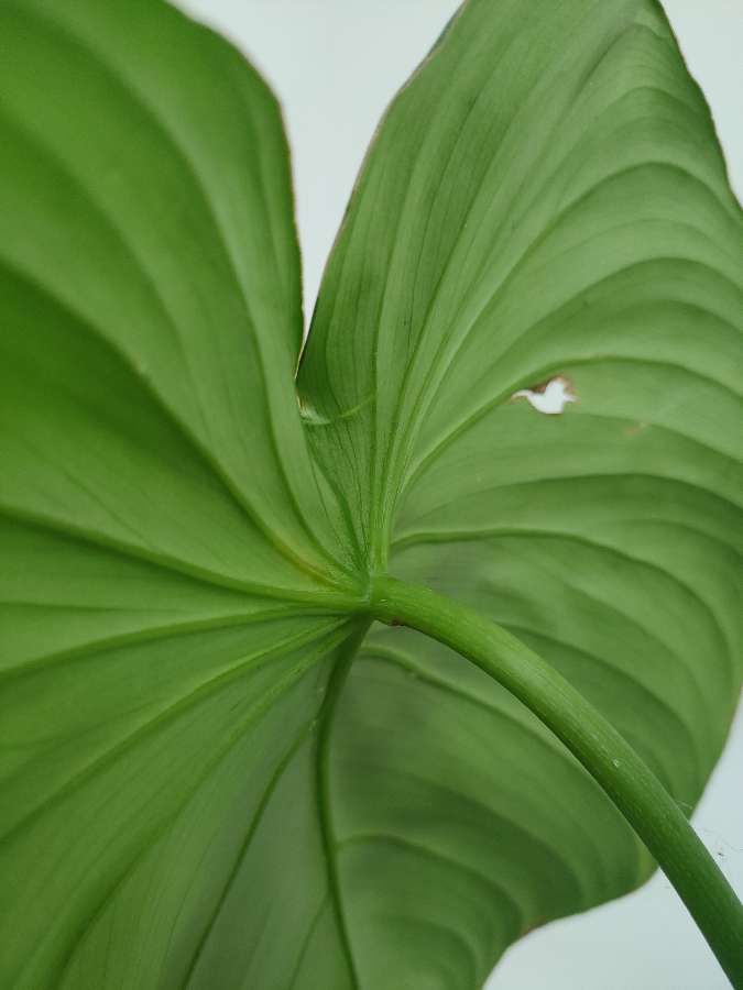 Philodendron pastazanum ukorzeniony rosnący 5