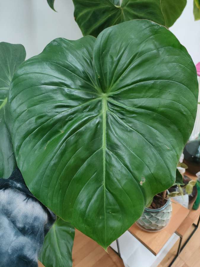 Philodendron pastazanum ukorzeniony rosnący 4