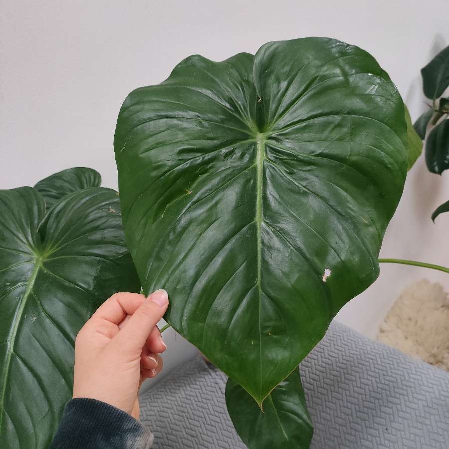 Philodendron pastazanum ukorzeniony rosnący