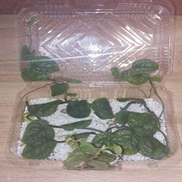 Monstera Dubia