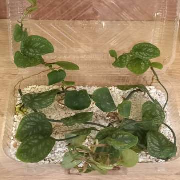 Monstera Dubia