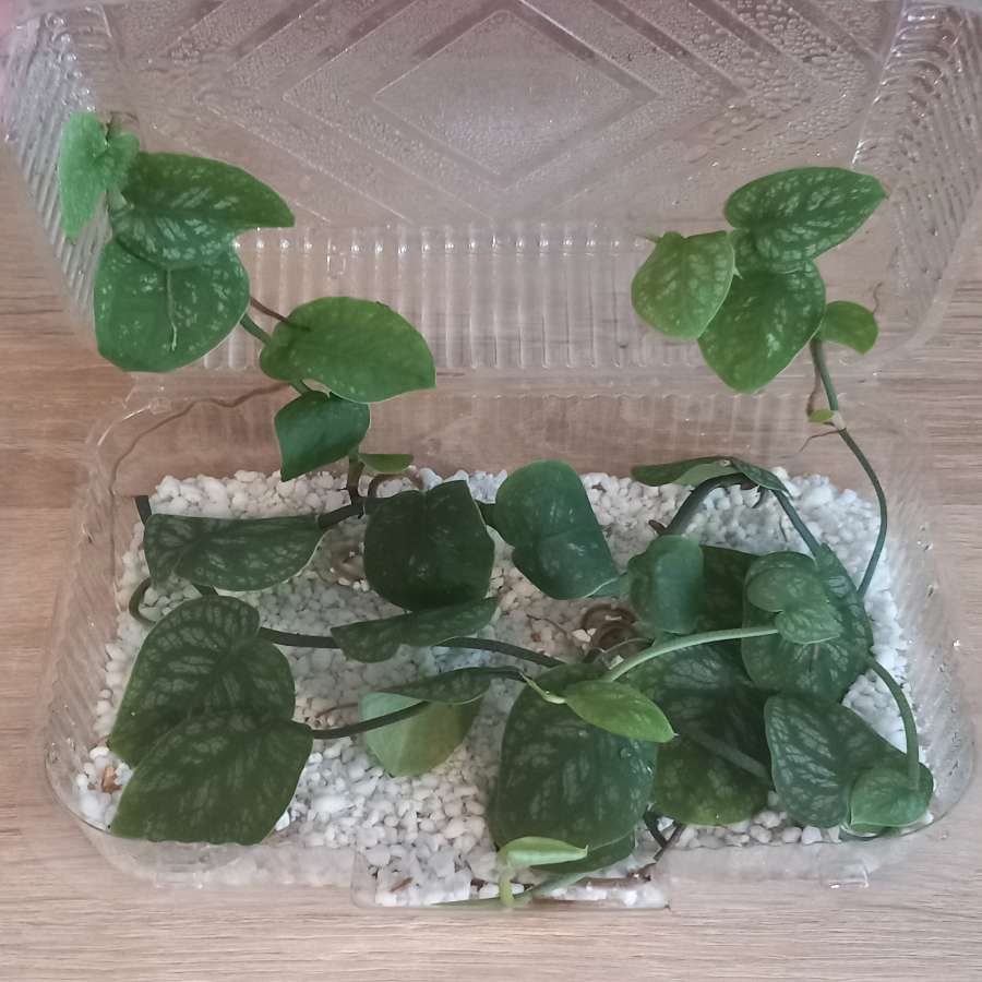 Monstera Dubia