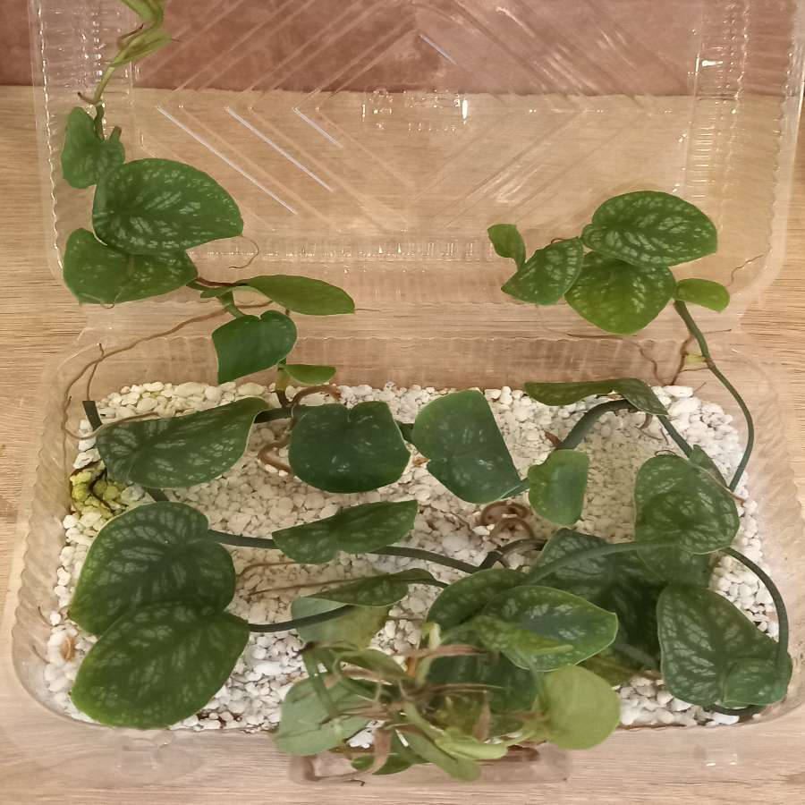 Monstera Dubia