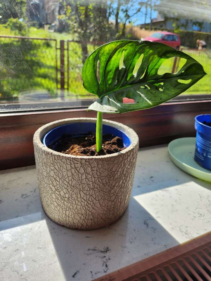 Monstera Adansonii 2