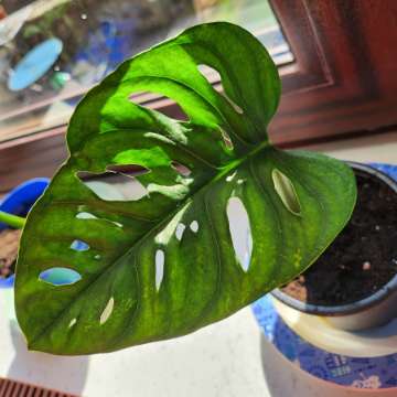 Monstera Adansonii