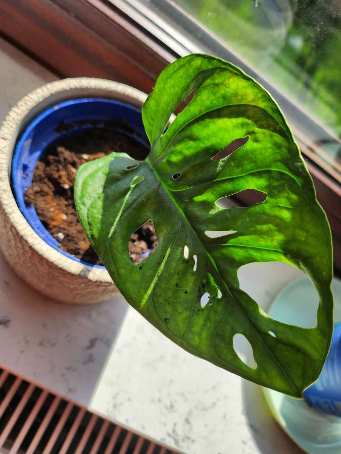 Monstera Adansonii 3