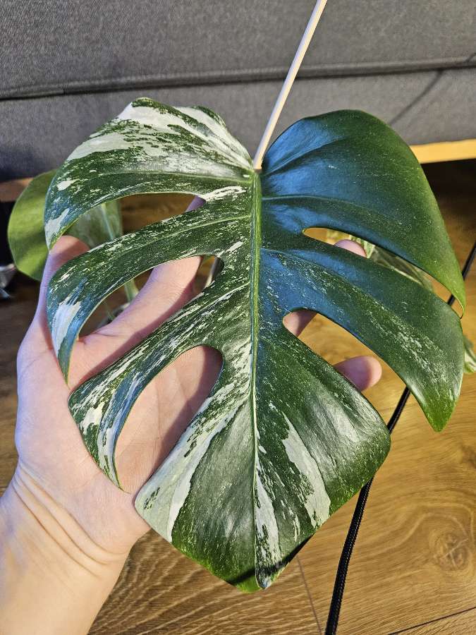 Monstera deliciosa variegata 2