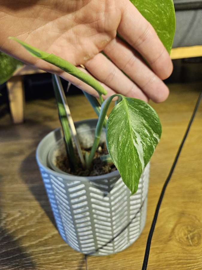 Monstera deliciosa variegata 3